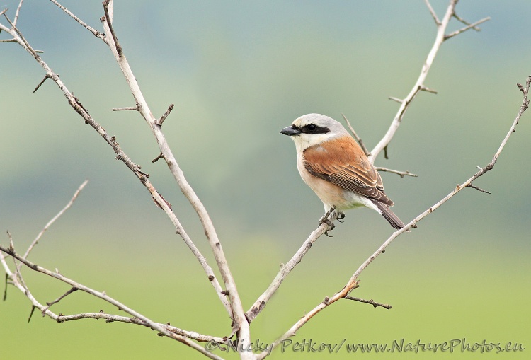 WildLife Photos of Birds, Shrikes, Red-backed Shrike, Lanius collurio